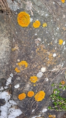 Xanthoria parietina