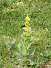 Gentiana lutea lutea