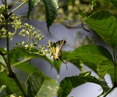 Graphium antiphates