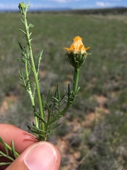 Adenophyllum wrightii