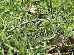 Archimantis latistyla