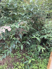 Buddleja madagascariensis