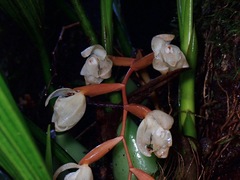 Coelogyninae