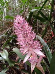 Aechmea macrochlamys