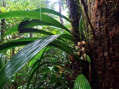 Coelogyninae
