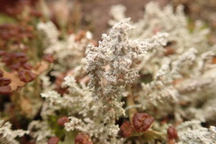 Stereocaulon paschale