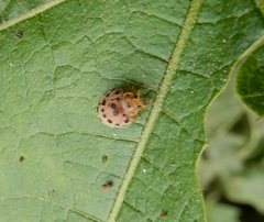 Henosepilachna vigintioctopunctata
