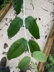 Buddleja madagascariensis