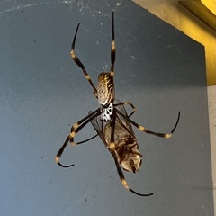 Trichonephila plumipes