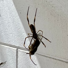 Trichonephila plumipes