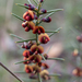 Daviesia genistifolia - Photo (c) Richie Southerton, some rights reserved (CC BY-NC), uploaded by Richie Southerton