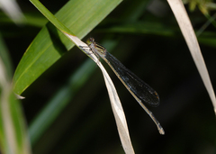 Pseudagrion ignifer