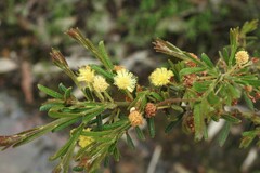 Acacia aspera