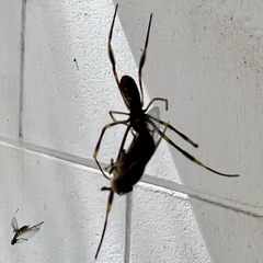 Trichonephila plumipes