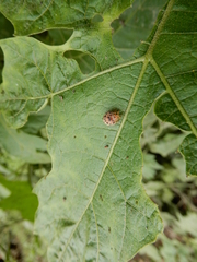 Henosepilachna vigintioctopunctata
