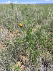 Adenophyllum wrightii
