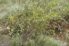 Acacia aspera
