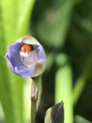 Thelymitra brevifolia