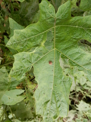Henosepilachna vigintioctopunctata
