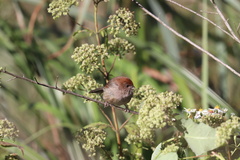 Sinosuthora webbiana