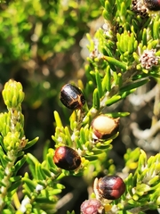 Phylica axillaris maritima