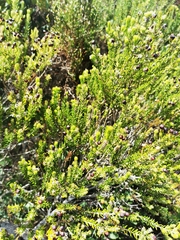 Phylica axillaris maritima