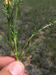 Adenophyllum wrightii