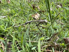 Archimantis latistyla