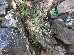 Stellaria amblyosepala