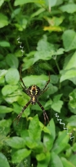 Argiope aemula