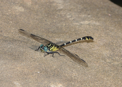 Hemigomphus heteroclytus