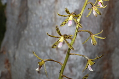 Dipodium hamiltonianum