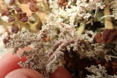 Stereocaulon paschale