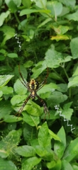 Argiope aemula