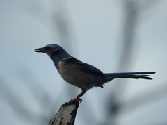 Aphelocoma coerulescens