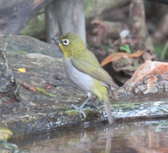 Zosterops virens capensis