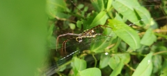 Argiope anasuja