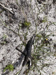 Aspalathus divaricata