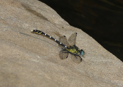 Hemigomphus heteroclytus