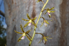 Dipodium hamiltonianum