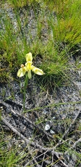 Moraea neglecta