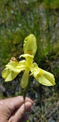 Moraea neglecta
