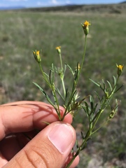 Bidens leptocephala