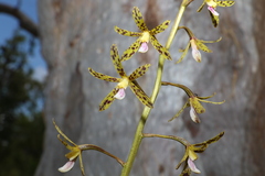 Dipodium hamiltonianum