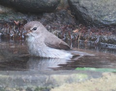 Muscicapa adusta adusta