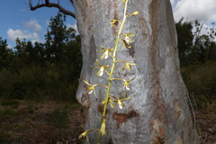 Dipodium hamiltonianum