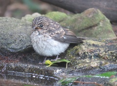 Muscicapa adusta adusta