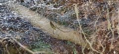 Psechrus