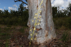 Dipodium hamiltonianum