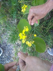 Stigmaphyllon bonariense